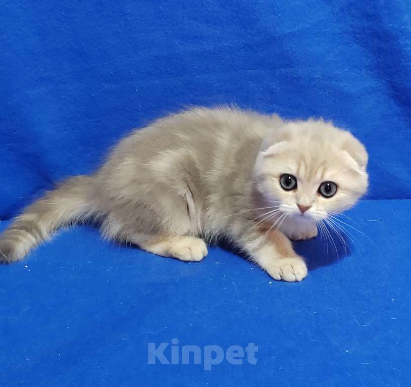 Кошки в Москве: Котик голубой мрамор на золоте Мальчик, 35 000 руб. - фото 5