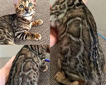 Кошки в Москве: Бенгальская девочка Девочка, 25 000 руб. - фото 1
