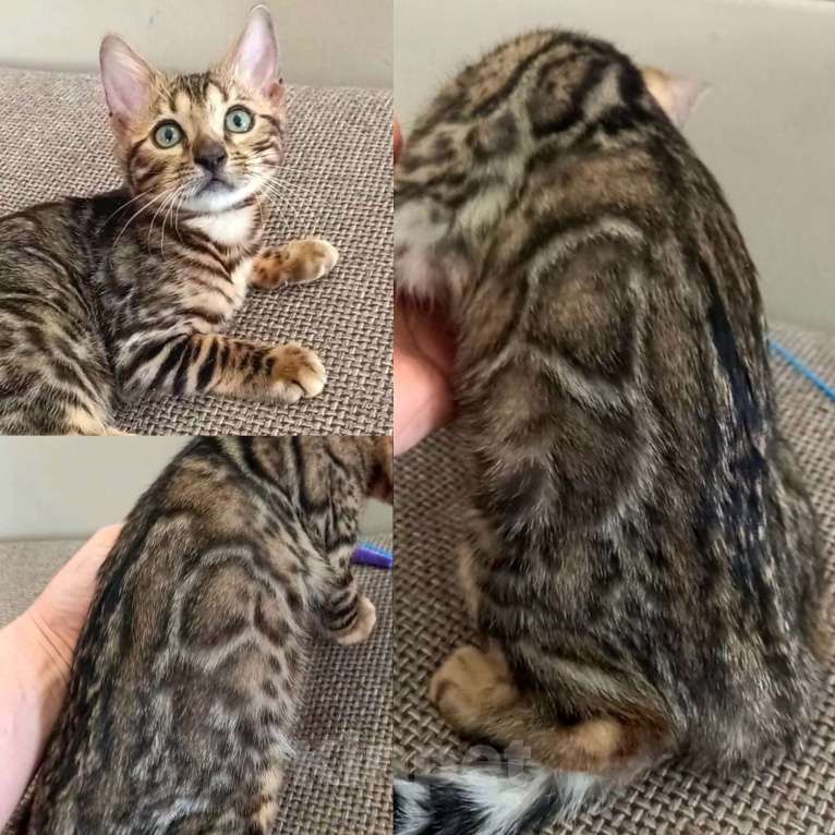 Кошки в Москве: Бенгальская девочка Девочка, 25 000 руб. - фото 1