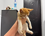 Кошки в Москве: Котенок-мальчик в добрые руки Мальчик, Бесплатно - фото 4