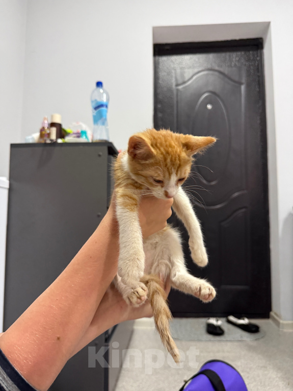Кошки в Москве: Котенок-мальчик в добрые руки Мальчик, Бесплатно - фото 4