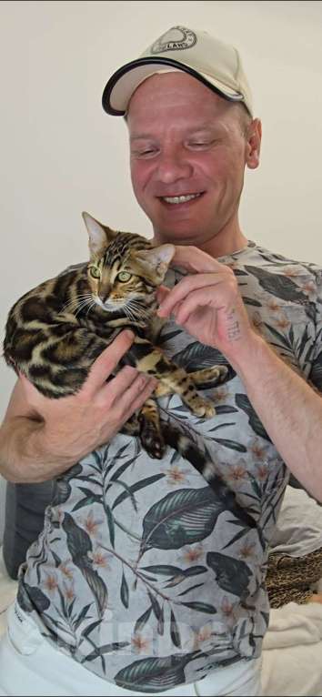 Кошки в Ставрополе: Бенгальские котята Мальчик, 40 000 руб. - фото 6