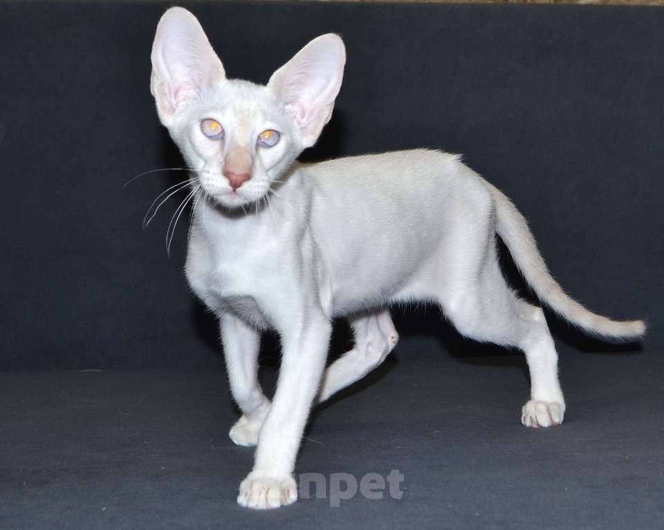 Кошки в Глазове: Хассан Мальчик, 25 000 руб. - фото 6