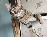 Кошки в Москве: Котенок в добрые руки Девочка, Бесплатно - фото 7