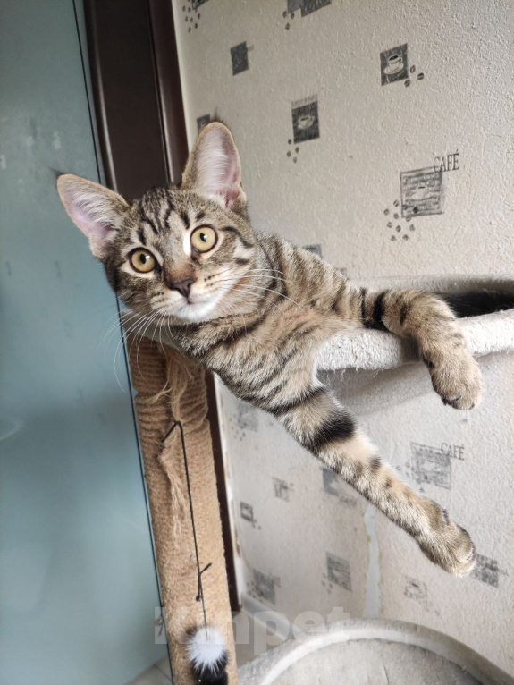 Кошки в Москве: Котенок в добрые руки Девочка, Бесплатно - фото 7