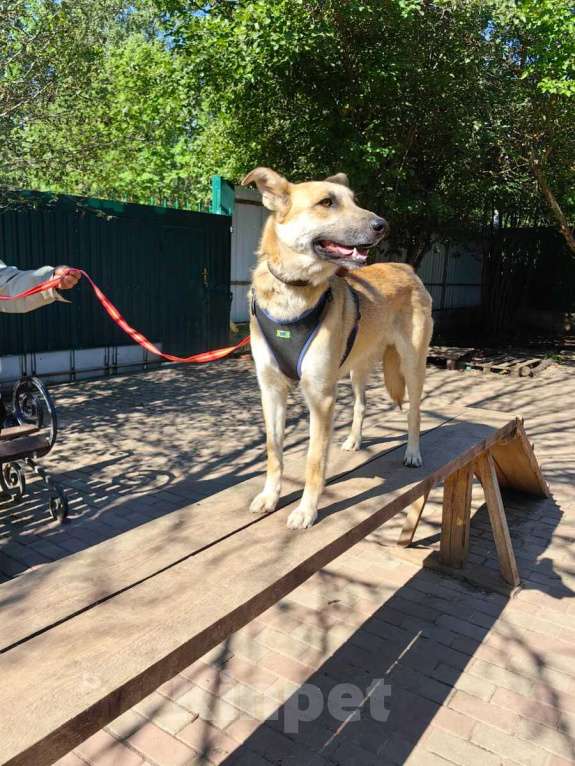 Собаки в Москве: Добрый и ласковый парень Пушок в дар Мальчик, 1 руб. - фото 8