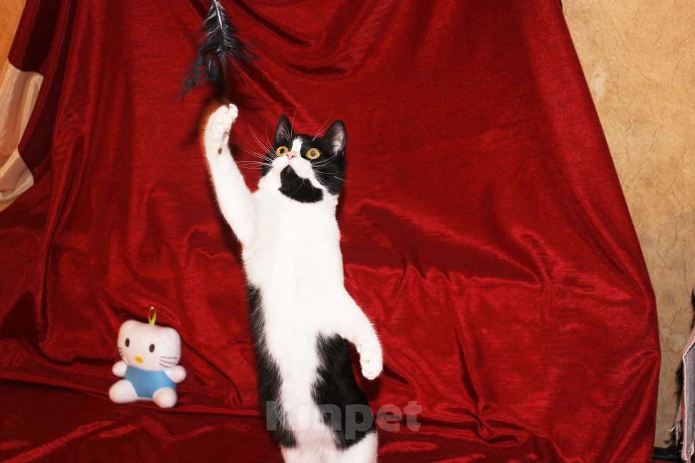 Кошки в Москве: Очаровательная Панечка, 6 мес., в добрые руки Девочка, Бесплатно - фото 2