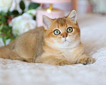Кошки в Владивостоке: Очаровательная британская девочка Девочка, 60 000 руб. - фото 4