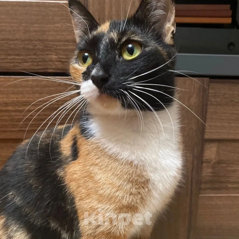 Кошки в Москве: Неужели и впрямь никто не заберет? Девочка, Бесплатно - фото 4