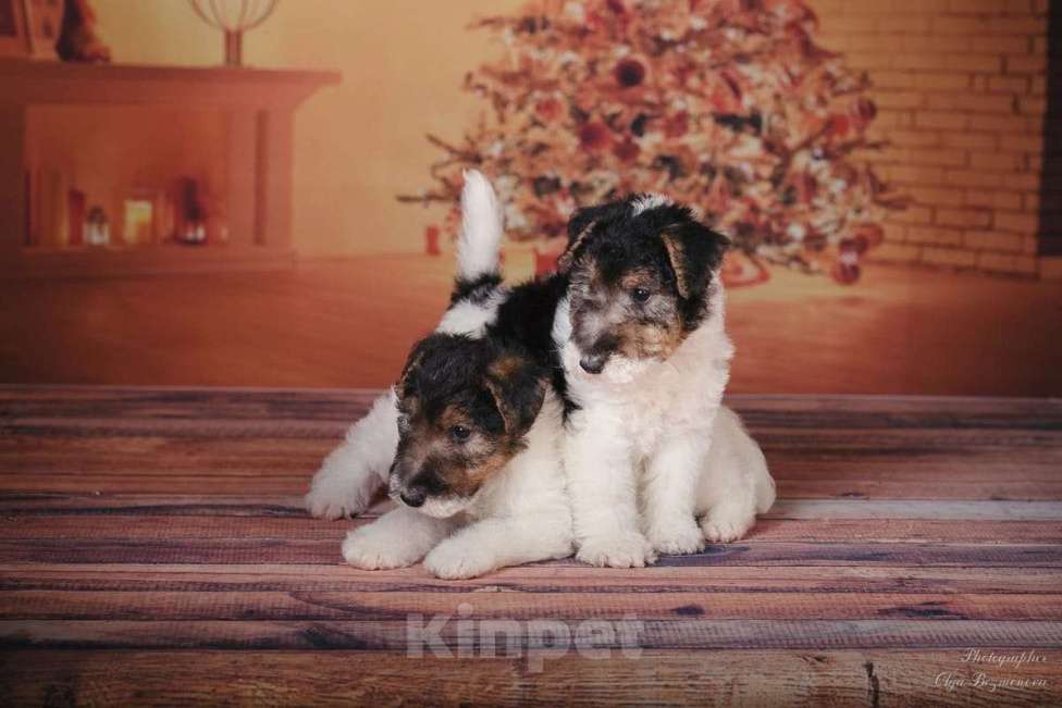 Собаки в Москве: Щенки породы Фокстерьер Мальчик, Бесплатно - фото 6