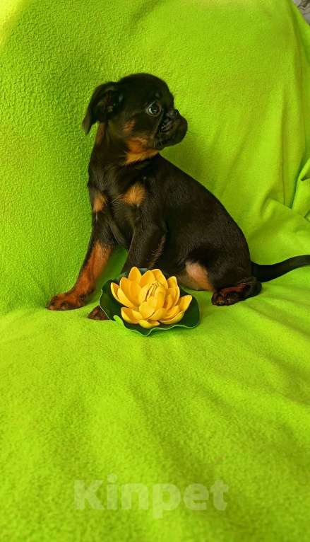 Собаки в Санкт-Петербурге: Очаровательная красотка Девочка, 80 000 руб. - фото 3