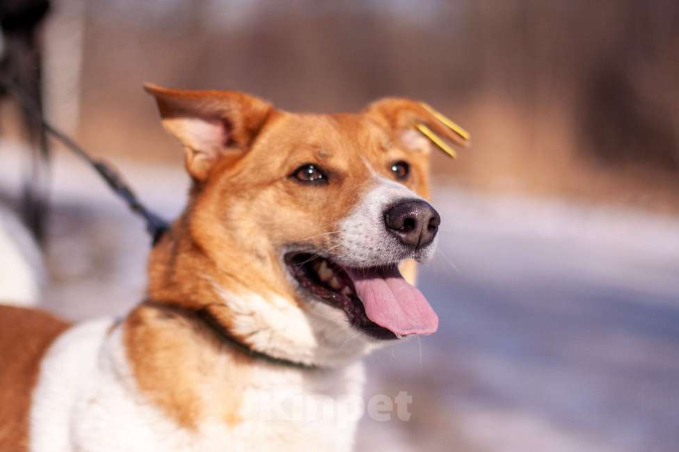 Собаки в Балашихе: Мэгги — харизматичная и умная собачка! Девочка, Бесплатно - фото 4