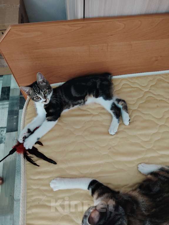 Кошки в других городах Краснодарского края: Очаровательная кошечка курильский бобтейл Девочка, 10 000 руб. - фото 6