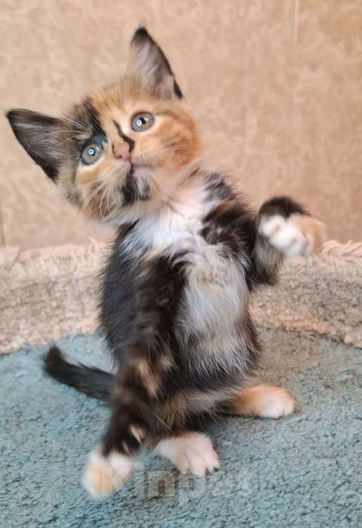 Кошки в Москве: Трехцветный котёнок в добрые руки  Девочка, Бесплатно - фото 5