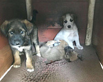 Собаки в Владикавказе: Отдам в добрые руки  Девочка, Бесплатно - фото 2