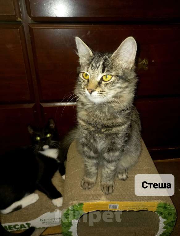 Кошки в Москве: Котёнок Стеша ищет семью Девочка, Бесплатно - фото 3