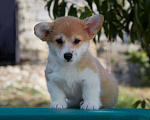 Собаки в Новороссийске: щенок вельш корги пемброк Девочка, Бесплатно - фото 1