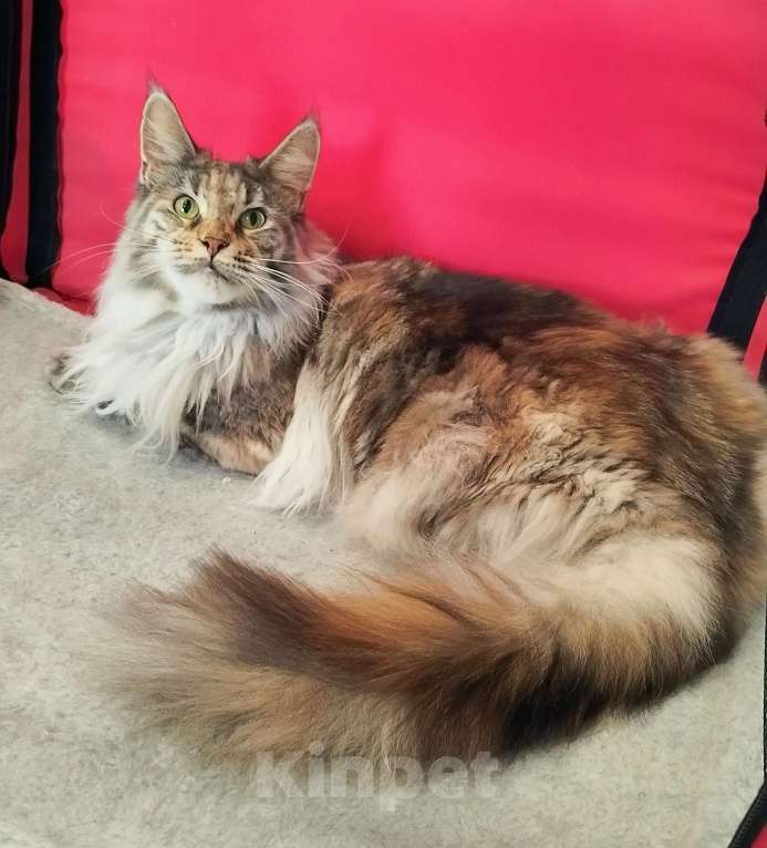 Кошки в Барнауле: Кошечка для вас Девочка, 10 000 руб. - фото 4