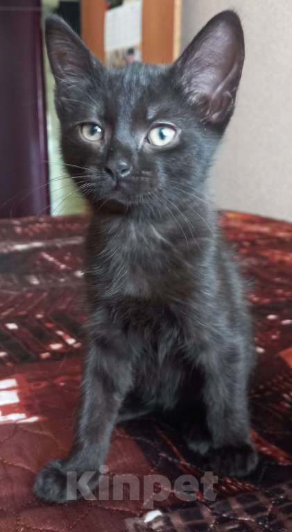 Кошки в других городах Московской области: Котята в добрые руки Мальчик, Бесплатно - фото 7