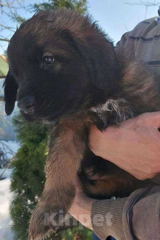 Собаки в других городах Ленинградской области: 🦁 ПОСЛЕДНИЙ ШАНС ЗАБРАТЬ ДОМОЙ МАЛЕНЬКОГО ЛЬВА! 9 КОРОЛЕВСКИХ ЩЕНКОВ ЛЕОНБЕРГЕРА ИЩУТ СВОИХ ЛЮДЕЙ. Разнополые, Бесплатно - фото 4