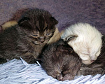 Кошки в Сальске: Шотландские котята (в Колпино), 4 500 руб. - фото 8