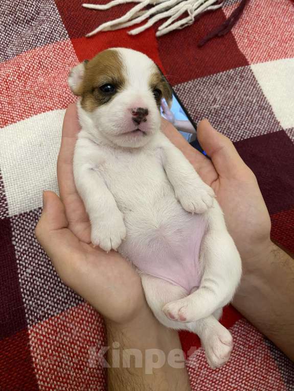 Собаки в Геленджике: Щенки Девочка, 30 000 руб. - фото 6