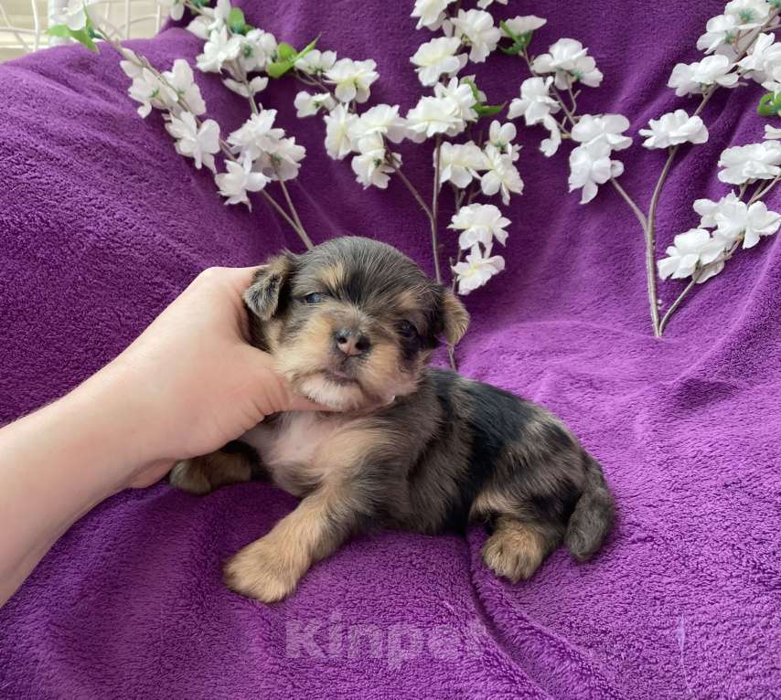 Собаки в Москве: Крупный йорк мальчик чёрный мрамор Мальчик, 60 000 руб. - фото 8