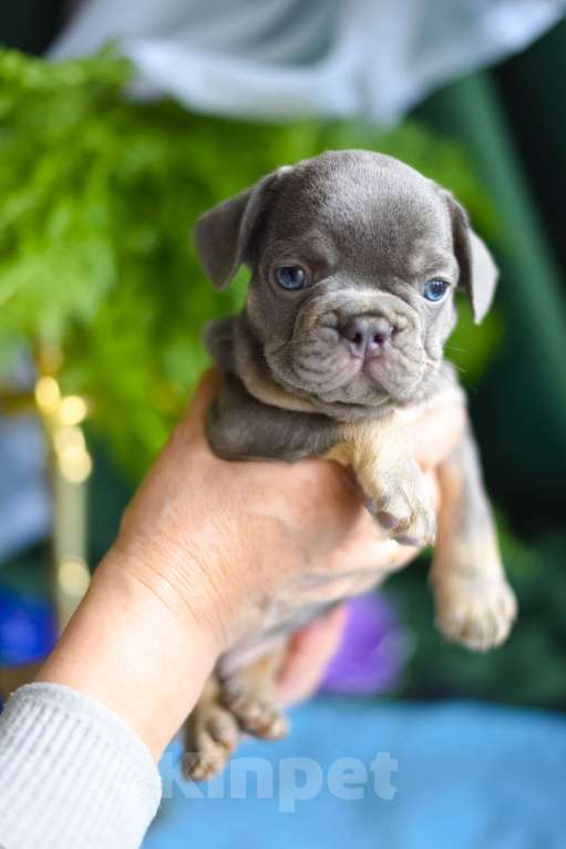 Собаки в Москве: очаровательный мальчик лиловый с подпалом Мальчик, 75 000 руб. - фото 3