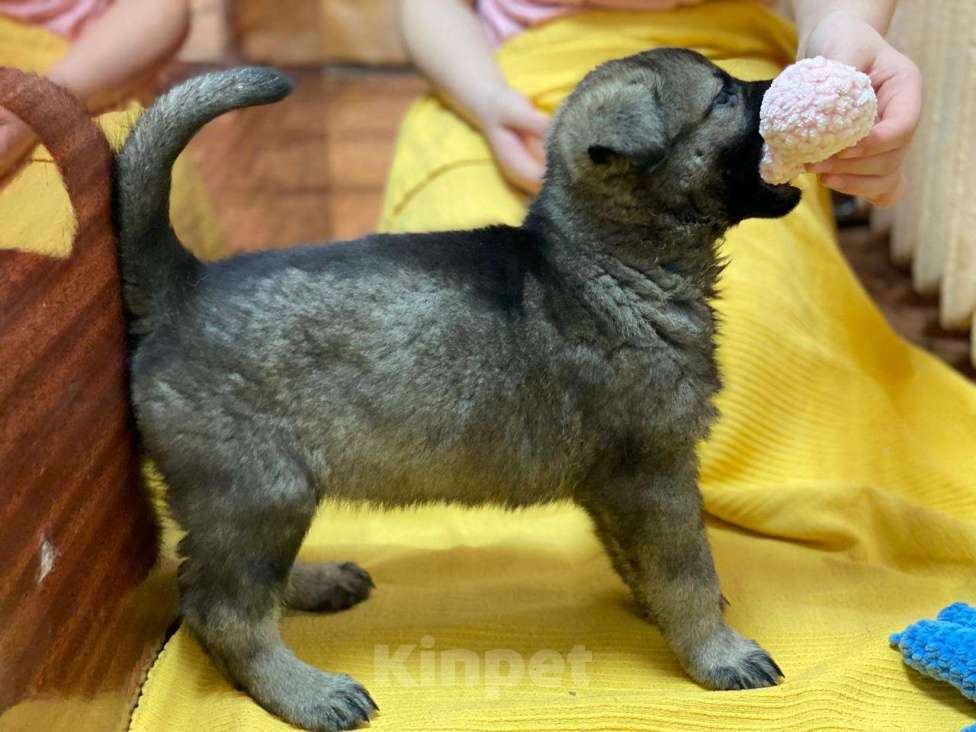 Собаки в Щелково: Щенки восточноевропейской овчарки Мальчик, 58 000 руб. - фото 1