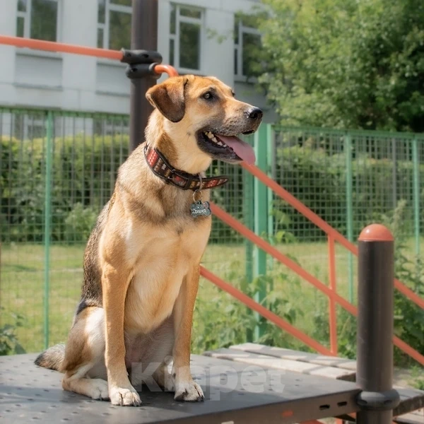 Собаки в Москве: Рыжая дворянка в добрые руки Девочка, Бесплатно - фото 2