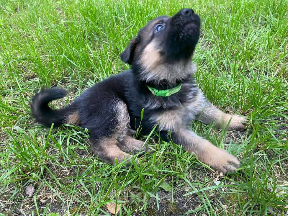 Собаки в других городах Свердловской области: Продам щенка немецкой овчарки Мальчик, 15 000 руб. - фото 4