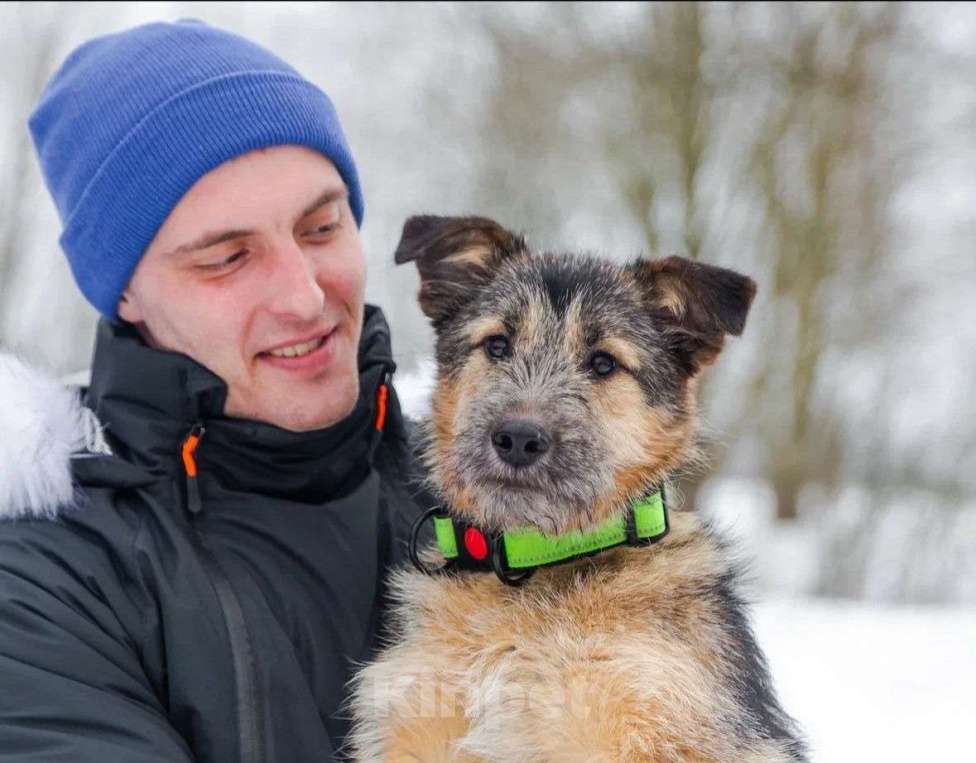 Собаки в Москве: Сонечка в поисках дома Девочка, Бесплатно - фото 4