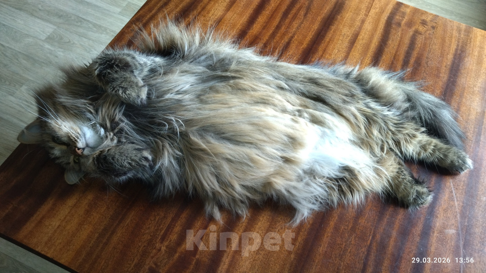Кошки в Челябинске: Кошка Муся Девочка, Бесплатно - фото 2