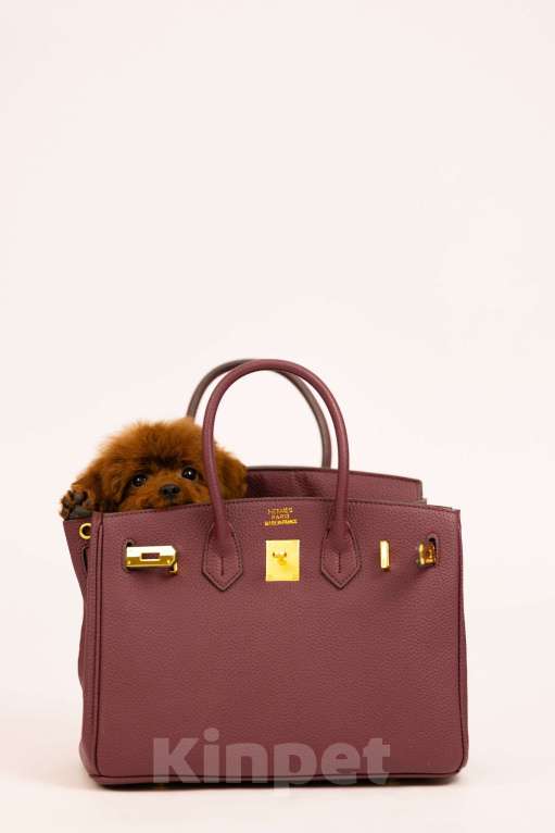 Собаки в Москве: Той-пудель Тедди Китай В Москве Мальчик, 110 000 руб. - фото 3