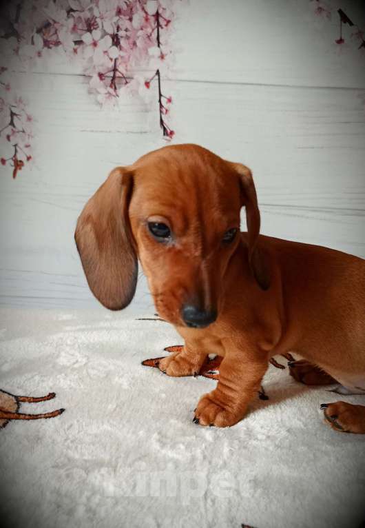 Собаки в Ростове-на-Дону: Щенок таксы миниатюрой Мальчик, 60 000 руб. - фото 4