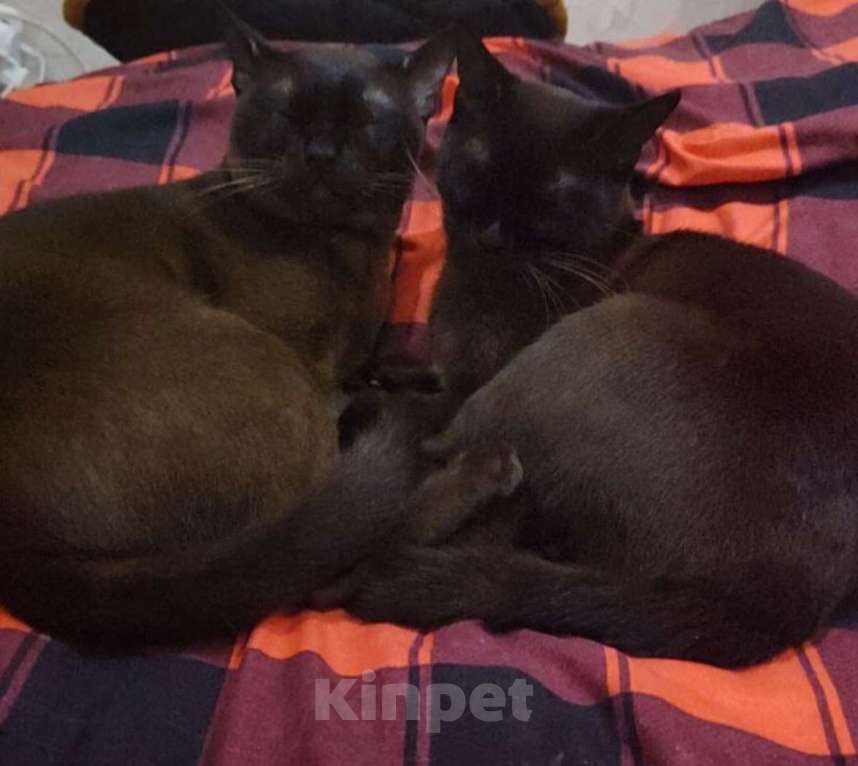 Кошки в Туле: Котята  Девочка, 30 000 руб. - фото 5