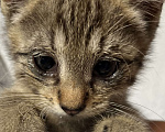 Кошки в Сочи: Котенок в добрые руки Мальчик, Бесплатно - фото 2