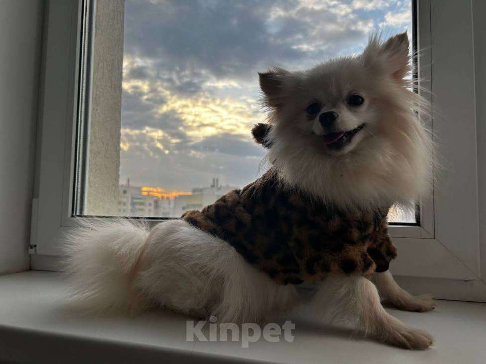 Собаки в Самаре: Шпиц Девочка, 19 000 руб. - фото 3