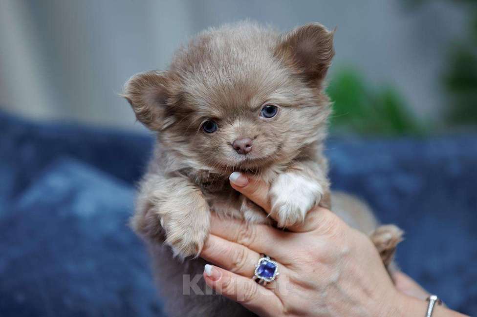 Собаки в Санкт-Петербурге: Красивый мальчик Чихуахуа Мальчик, 85 000 руб. - фото 1