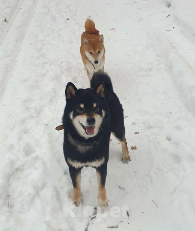 Собаки в Кольчугино: Мальчик сиба-ину,  2.5 месяца, предлагается к продаже Мальчик, 40 000 руб. - фото 3