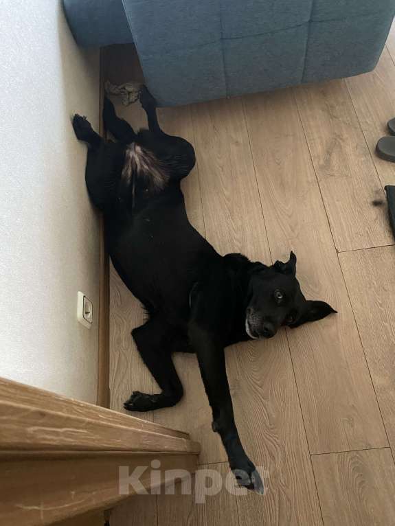 Собаки в Солнечногорске: Добрая девочка в добрые руки  Девочка, Бесплатно - фото 3