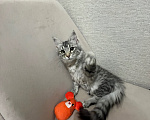 Кошки в Москве: Отдам котенка в хорошие руки Девочка, Бесплатно - фото 6
