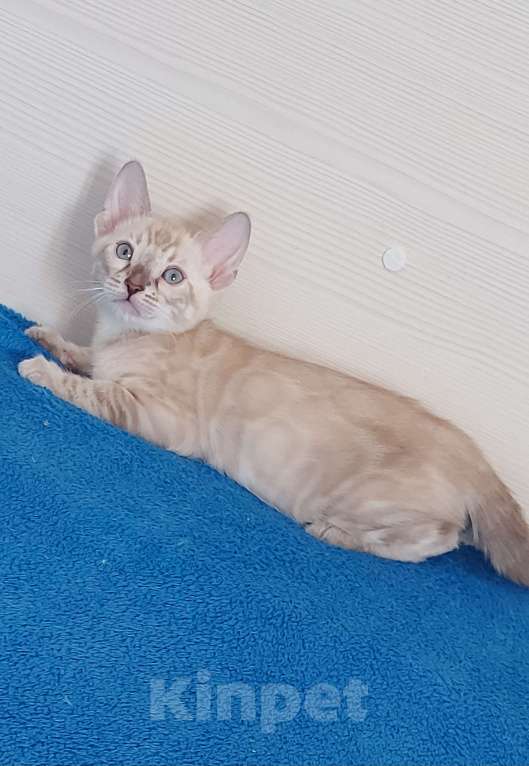 Кошки в Москве: Бенгальский котенок Мальчик, 75 000 руб. - фото 2