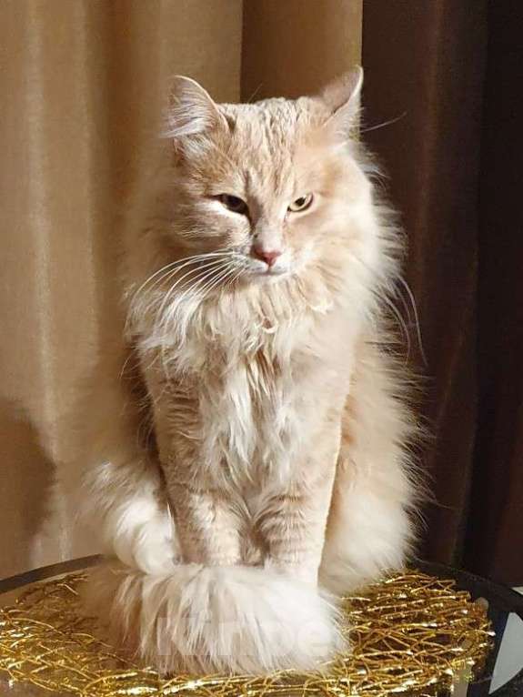 Кошки в Екатеринбурге: Котята домашние Екатеринбург Разнополые, 5 000 руб. - фото 8