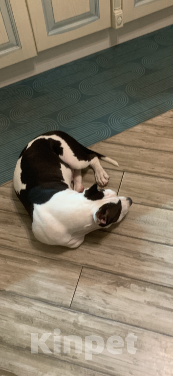 Собаки в Москве: Щенок амстаффа 8 месяцев  Мальчик, 1 000 руб. - фото 6