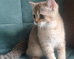 Кошки в Екатеринбурге: Шотландские котята золотая шиншилла Мальчик, Бесплатно - фото 3