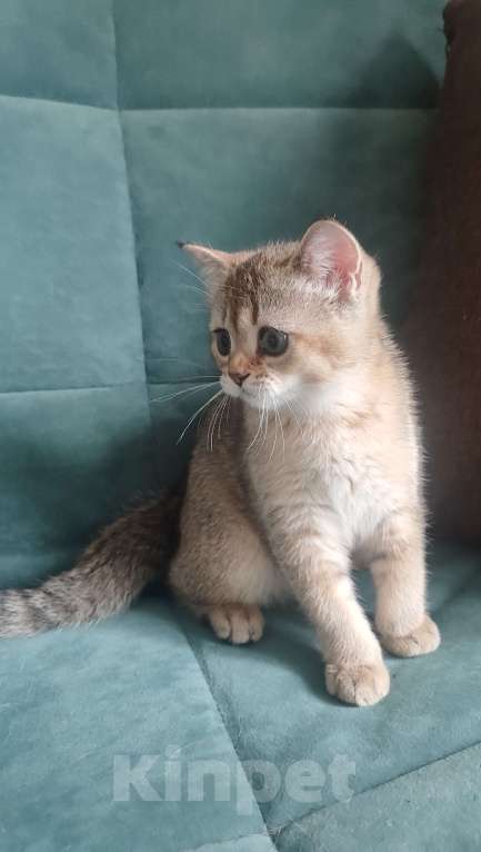 Кошки в Екатеринбурге: Шотландские котята золотая шиншилла Мальчик, Бесплатно - фото 3