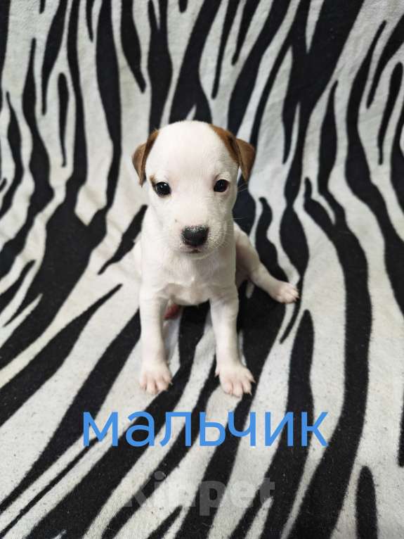 Собаки в других городах Московской области: Джек Рассел Парсон терьер Мальчик, 25 000 руб. - фото 6