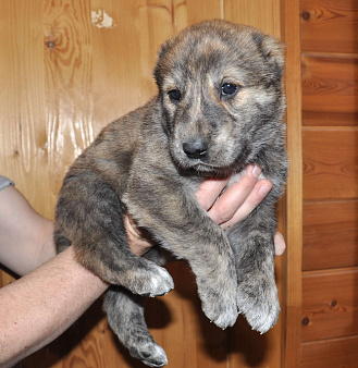 Щенок алабая (среднеазиатской овчарки)