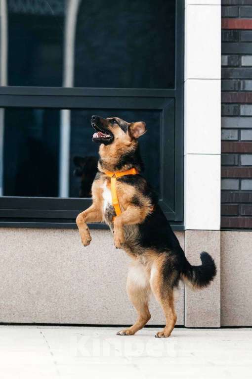 Собаки в Москве: Энерджайзер Фью в поиске любящей семьи ⚡️⚡️ Мальчик, Бесплатно - фото 9